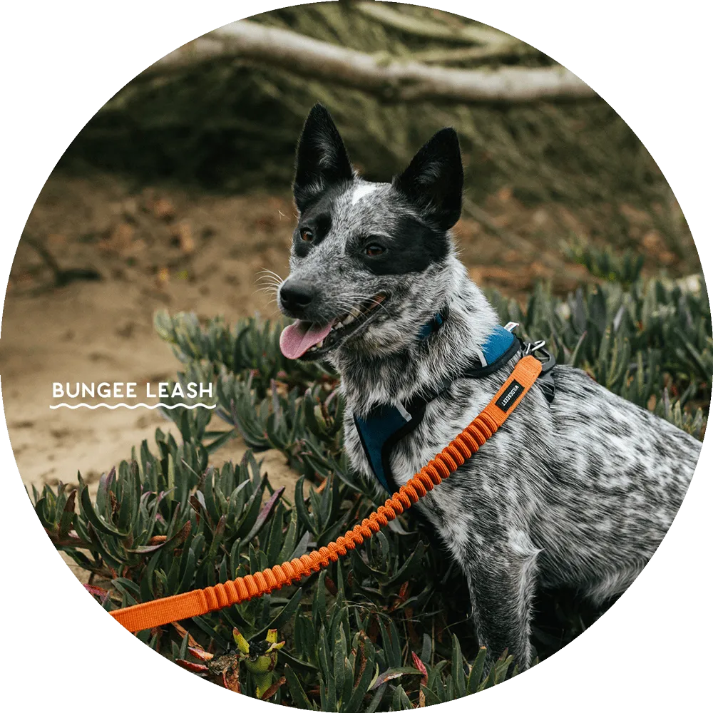 Ashbury Hands-Free Leash / Add Ons