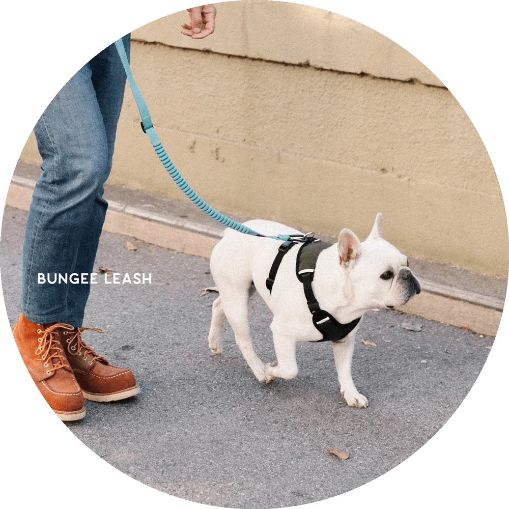 Ashbury Hands-Free Leash / Add Ons